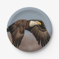 Águia americana em vôo