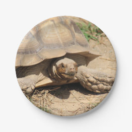 Prato De Papel Ala aldabra