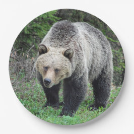 Prato De Papel Alaska Grizzly Bear Wildlife Photo