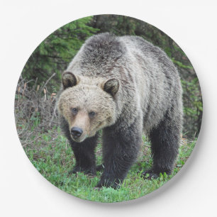 Prato De Papel Alaska Grizzly Bear Wildlife Photo