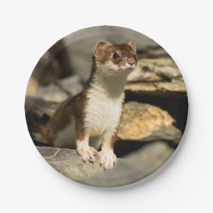 Prato De Papel Alerta Weasel
