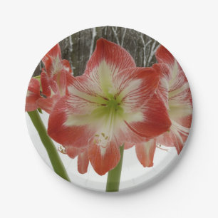 Prato De Papel Amaryllis no Feriado Vermelho de Neve Floral de in