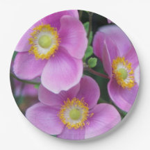 Anemones japoneses cor-de-rosa