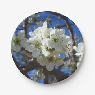 Prato De Papel Árvore de pera de Primavera de Flor em Clusters B