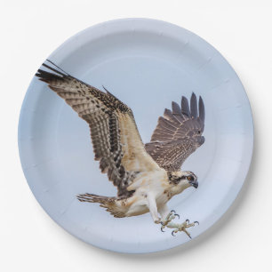 Prato De Papel Aterrissagem de Osprey no ninho
