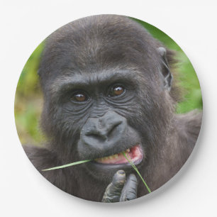 Prato De Papel Baby Gorilla Cuteness