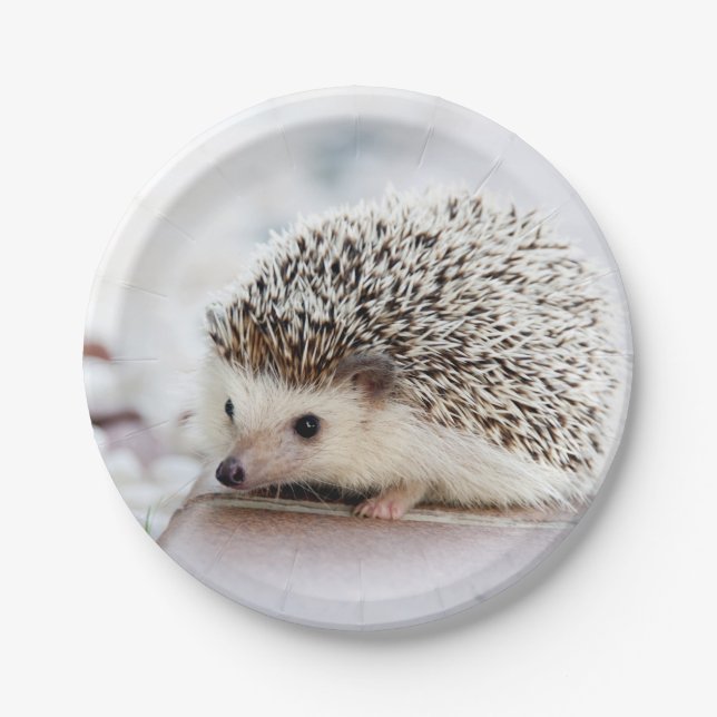 Prato De Papel Baby Hedgehog (Frente)