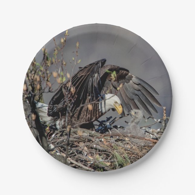 Prato De Papel Bald Eagle com seu bebê (Frente)