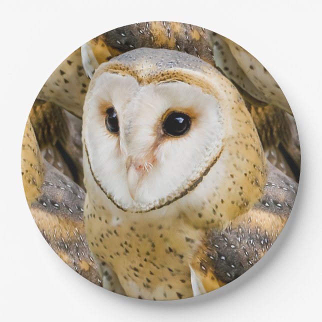 Prato De Papel Barn Owl (Frente)