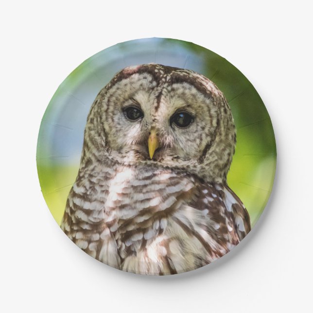 Prato De Papel Barred Owl (Frente)