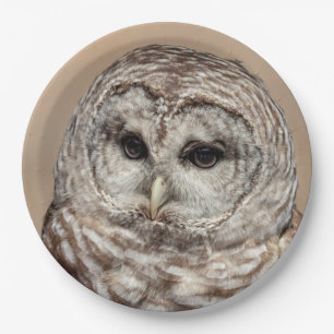 Prato De Papel Barred Owl