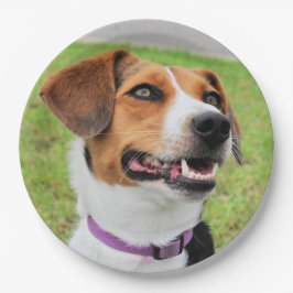 Prato De Papel Beagle