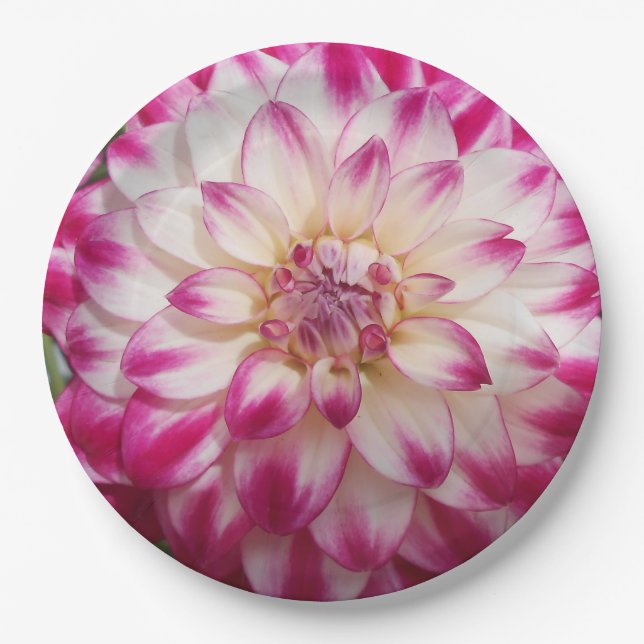 Prato De Papel Beaux (Frente)