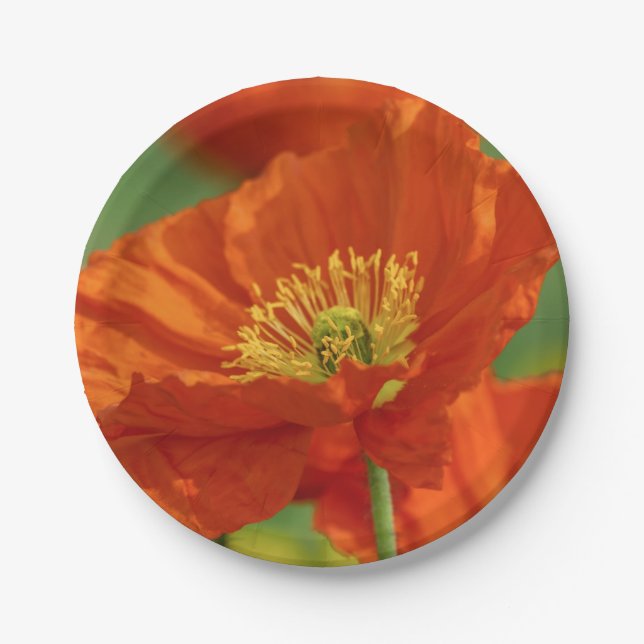 Prato De Papel Belo papa vermelho (Frente)