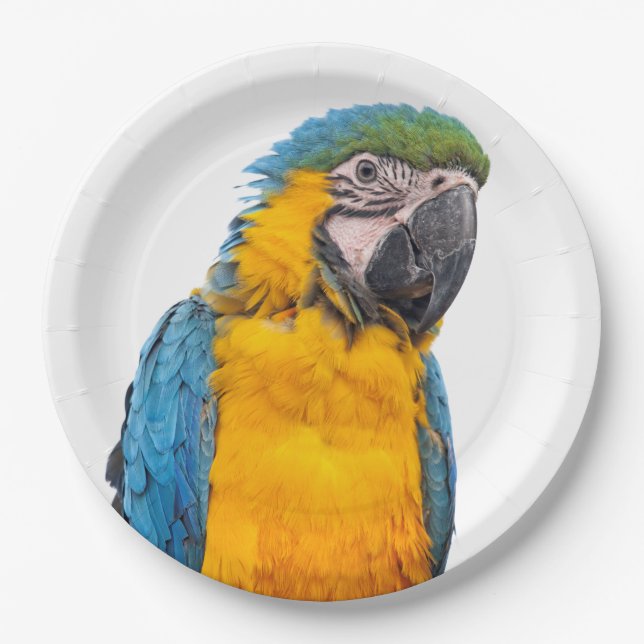 Prato De Papel Blue and Gold Macaw (Frente)