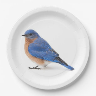 Prato De Papel Bluebird