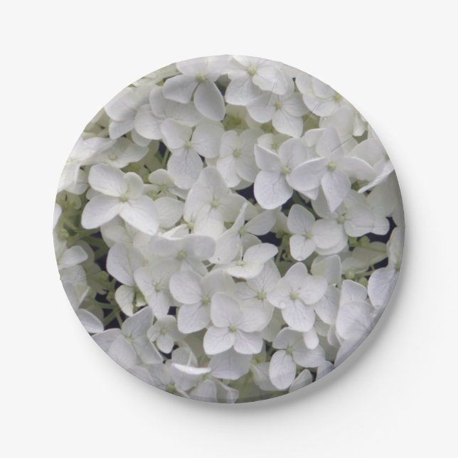 Prato De Papel Bonito Hydrangea White Closeup Foto (Frente)