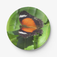 Borboleta tropical