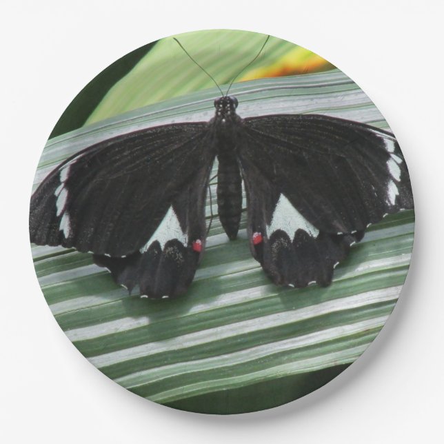 Prato De Papel Borboleta tropical branca e preta (Frente)