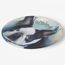Boston Terrier virando 12 FESTES