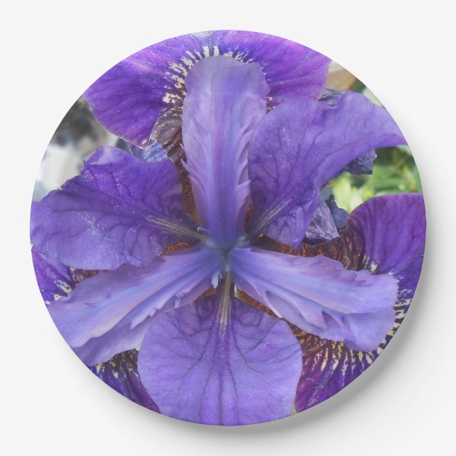 Prato De Papel Brandeis (Frente)