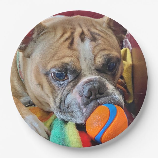 Prato De Papel Brindle Boston Terrier Paper Plate (Frente)
