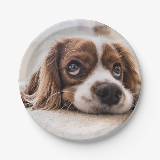 Prato De Papel Cachorro Panelado De Olhos Tristes (Frente)