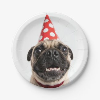 Prato De Papel Cachorro Pug Fofo de Aniversário com Chapéu Vermel