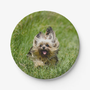 Prato De Papel Cachorro Yorkshire Terrier Fofo Correndo pela Gram