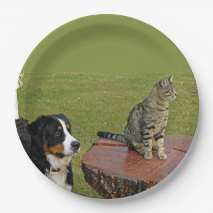 Prato De Papel cão de montanha bernês com gato