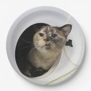 Prato De Papel Catnapkins