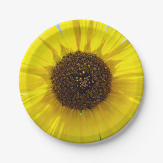 Prato De Papel Chama da manhã