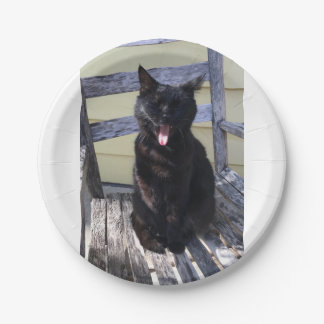 Prato De Papel Chapa de gato