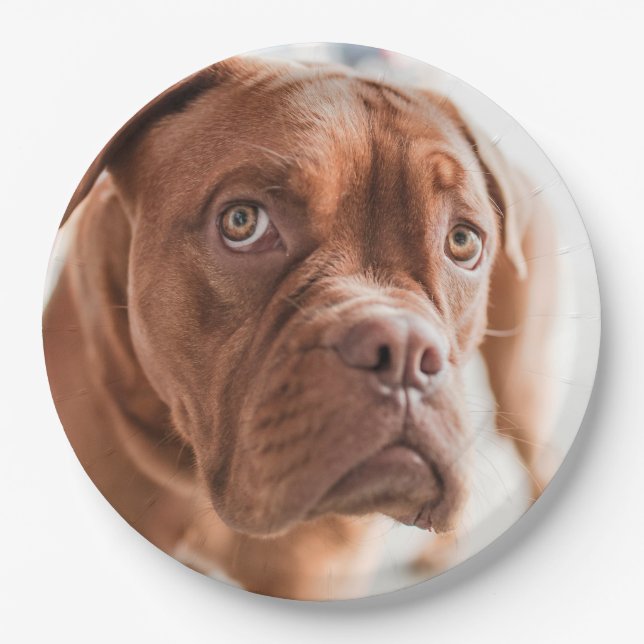 Prato De Papel Chapas de papel para cães em branco 6 (Frente)