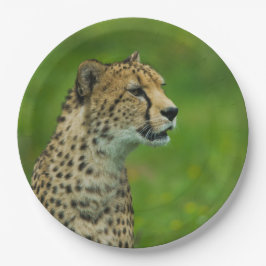 Prato De Papel Cheetah Em Uma Olhada