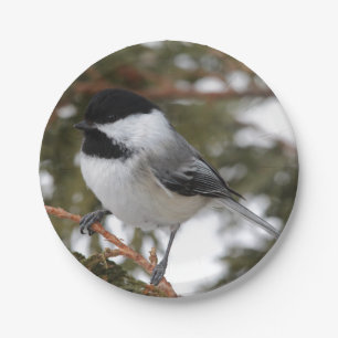 Prato De Papel Chickadee