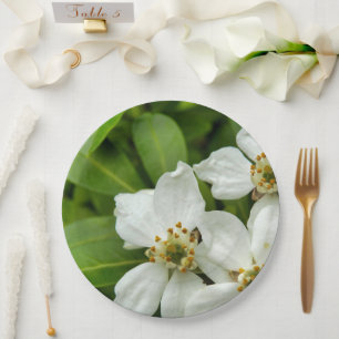 Prato De Papel Choisya Ternata Paper Plate