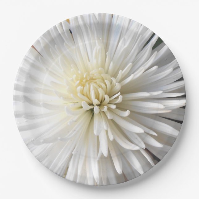 Prato De Papel Claricia (Frente)