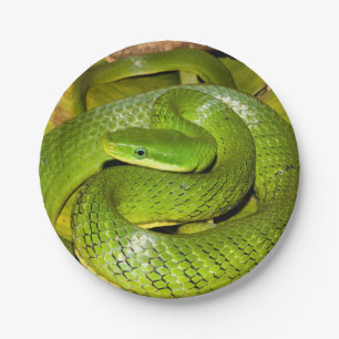 Prato De Papel Cobra de rato verde de Bush