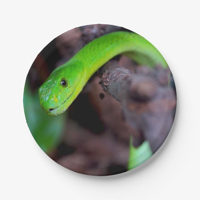 Prato De Papel Cobra do pitão (Frente)