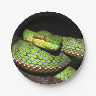 Prato De Papel Cobra verde para amantes do réptil
