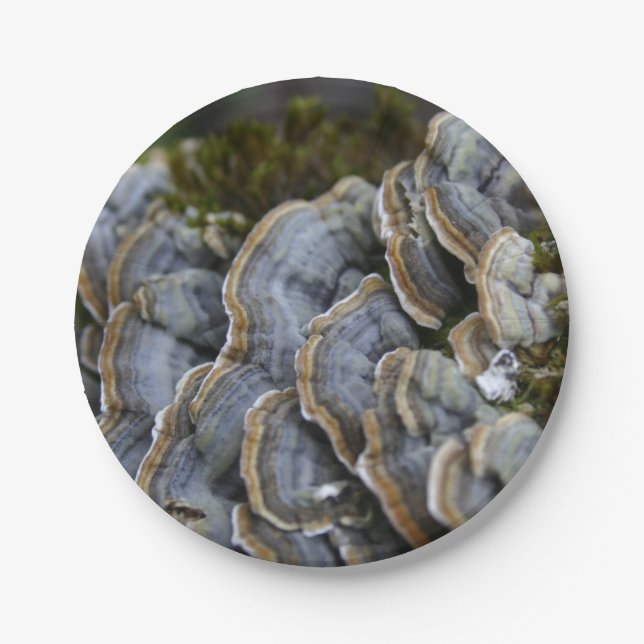 Prato De Papel Cogumelos de árvore - Placas fotográficas (Frente)