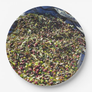 Prato De Papel Colheita de azeitona