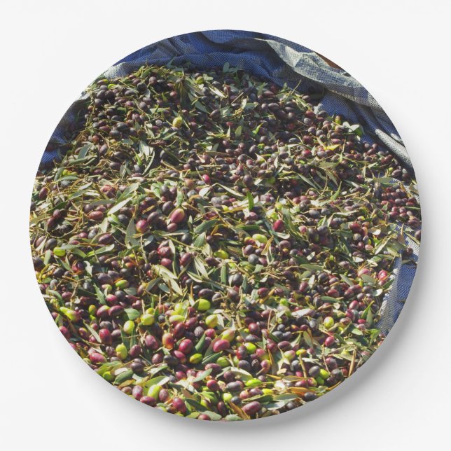 Prato De Papel Colheita de azeitona (Frente)