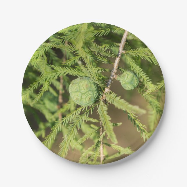 Prato De Papel Cone de Semente de Ciprima Cálida (Frente)