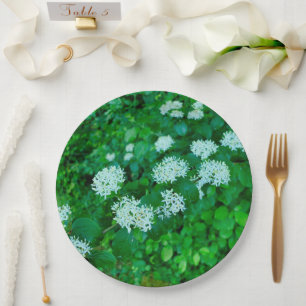Prato De Papel Cornus sanguinea Plate