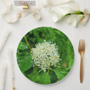 Prato De Papel Cornus sanguinea Plate