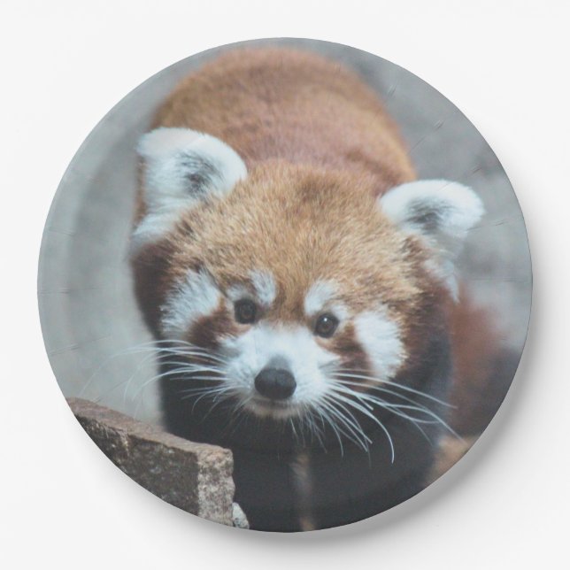 Prato De Papel Coroa (Frente)