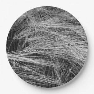 Prato De Papel Coroa de ursos de cevada (Hordeum vulgare)