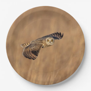 Prato De Papel Coruja-de-orelha-curta em voo nos prados